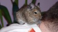 /album/fotogalerie-osmak-degu/p1010446-jpg1/